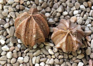 Fosilná ježovka
